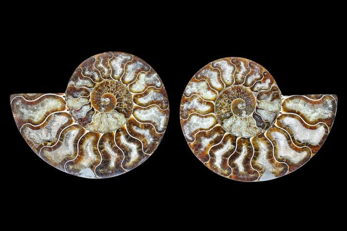 Agate Replaced Ammonite Fossil - Madagascar #166778